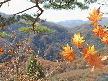 去哪购买打胎药正规打胎药私人（打胎药私人店）